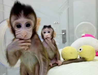 Κίνα: Δημιουργία κλωνοποιημένων μαϊμούδων για την εξεύρευση θεραπειών σε ανθρώπινες παθήσεις (βίντεο)